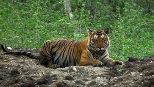 தமிழக எல்லையில் மனிதர்களை கொன்று சாப்பிடும் புலி.. பீதியில் மக்கள்.. மிகப்பெரும் தேடுதல் வேட்டை