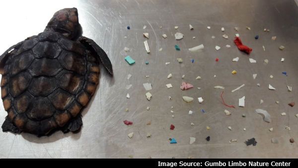 பலூன், பாட்டில்மூடி.. கையளவு ஆமைக்குட்டியின் வயிற்றில் 104 பிளாஸ்டிக் துண்டுகள்.. இப்படியே போனால்..