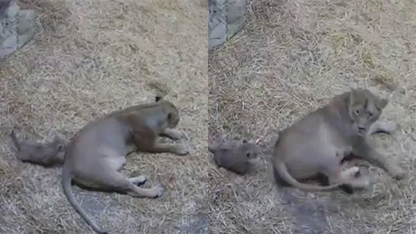 உன்னையெல்லாம் பெத்தாங்களா.. இல்ல ஆர்டர் கொடுத்து செஞ்சாங்களா.. அம்மாவையே மெர்சலாக்கிய குட்டி சிங்கம்