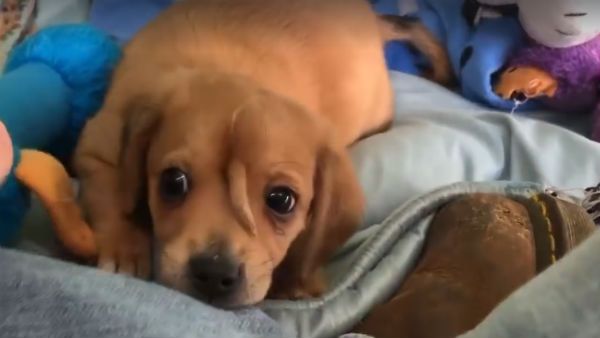 அமெரிக்கா: இந்த நார்வால் இனி யார்கிட்டயும் வாலாட்டாது மக்களே!