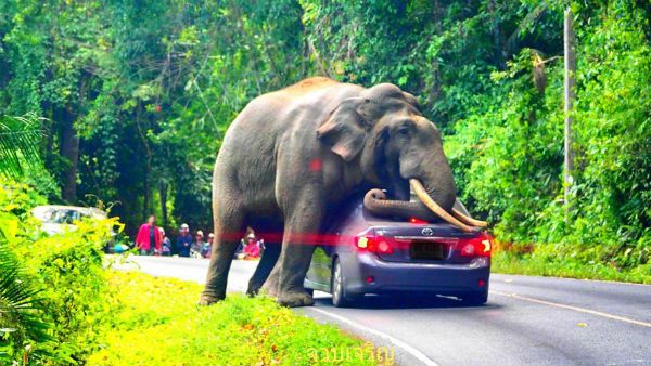 வைரல் வீடியோ.. காரின் மீது ஏறி அமர்ந்த யானை.. நொடிப்பொழுதில் உயிர் தப்பிய சுற்றுலா பயணிகள்!