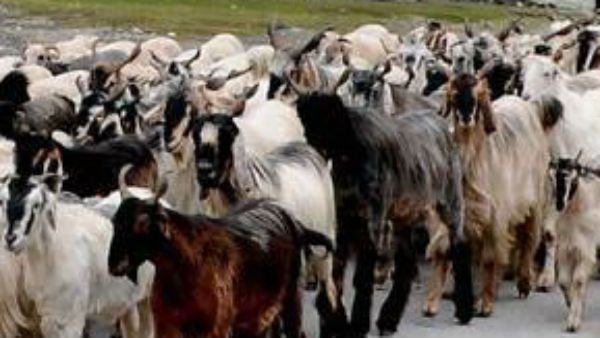 கலிபோர்னியாவில் காட்டுத்தீ.. நூலகத்தையும் புத்தகங்களையும் தீயிலிருந்து காத்த ஆட்டு மந்தை