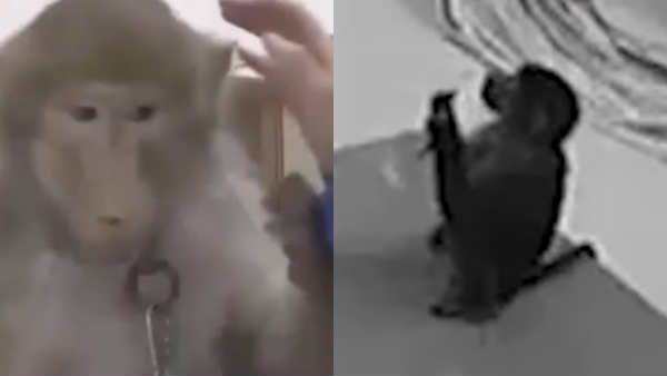 நாம ரொம்பதான் உஷாரா இருக்கணும் போல.. குரங்குகூட ‘அந்த’ வேலைய பார்க்க ஆரம்பிச்சுடுச்சு