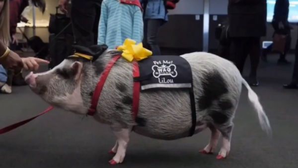 சான்பிரான்சிஸ்கோ ஏர்போர்ட்டில் ஒரு ஹேப்பி பெர்சன்.. பெயர் லிலு.. செய்யும் வேலையெல்லாம் செம!