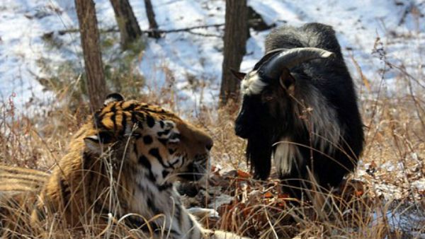 உணவாக அனுப்பப்பட்ட ஆடு.. புலிக்கு நண்பனாகியது.. ஆனால் நடந்த சோகம்!