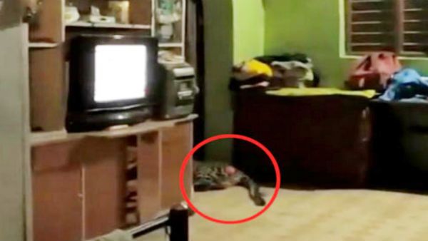 அதோ.. திலீப் வீட்டு ஹாலில் ஒய்யாரமா படுத்துக் கொண்டிருப்பது யார்னு பார்த்தீங்களா?