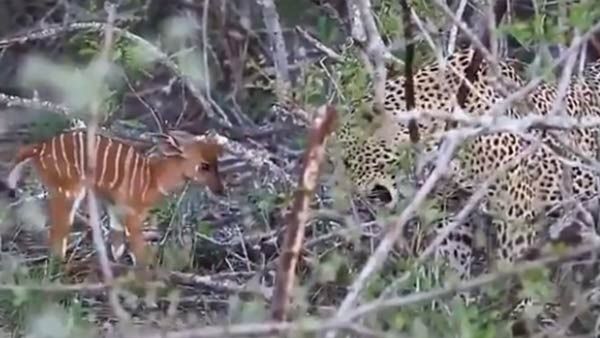 வீடியோ.. தைரியமாக சிறுத்தையோடு மோதிய மான் குட்டி.. ஓங்கி ஓங்கி முட்டி அதிரடி தாக்குதல்.. ஆனால்!