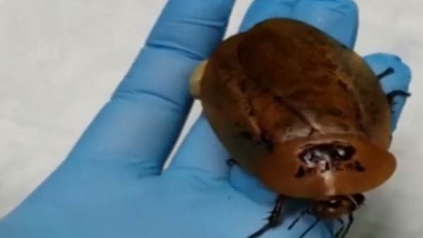 3 பெயின் கில்லர்கள்.. மயக்க மருந்து கொடுத்து கரப்பான்பூச்சிக்கு சிசேரியன்.. தாயும், சேய்களும் நலம்!