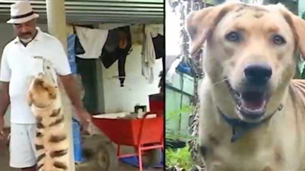 நாய்களை புலியாக மாற்றிய கர்நாடகா விவசாயிகள்.. ஏன் தெரியுமா?