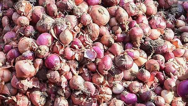 கடனில் மூழ்கிய கர்நாடகா விவசாயியை கோடீஸ்வரன் ஆக்கிய வெங்காயம்.. ஒரே மாதத்தில் ஆச்சர்யம்