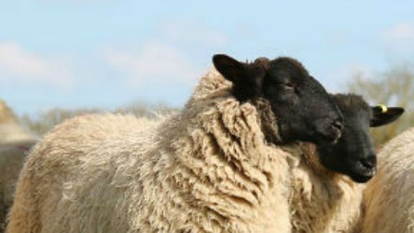 ஆற்றில் கலந்த வயாகரா மாத்திரைகள்.. குடித்து விட்டு வெறியேறிய ஆடுகள்.. ஒரு வாரமாக 