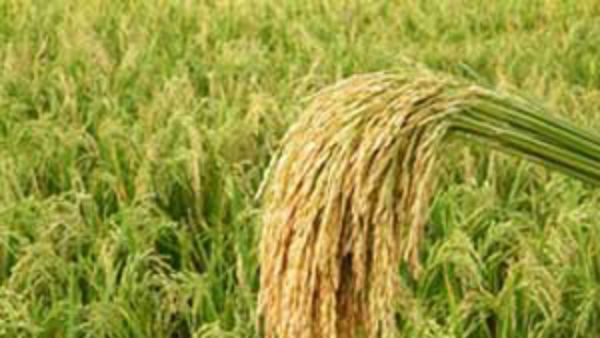 அறுவடை மாதமான தை மாதத்திற்கு என்னென்ன சிறப்புகள் இருக்கு தெரியுமா