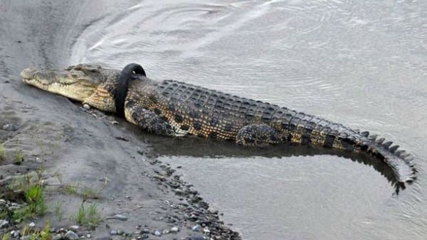 கழுத்தில் சிக்கிய டயர்... செத்துக் கொண்டிருக்கும் முதலை.. மீட்பவர்களுக்கு பரிசு அறிவிப்பு