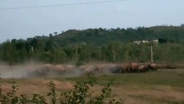 மூதாட்டியை கொன்ற காட்டு யானை கூட்டம்.. 15 மணி போராடி வனத்துக்குள் விரட்டியடிப்பு!