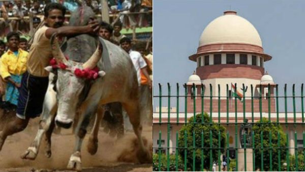 ஜல்லிக்கட்டு நடத்த நீதிபதி தலைமையில் குழு அமைத்ததற்கு எதிராக வழக்கு- உச்சநீதிமன்றத்தில் நாளை விசாரணை