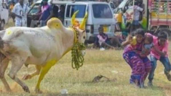 சீறி வந்த காளை.. தாய், குழந்தையை கண்டு அப்படியே பொட்டிப் பாம்பாய் அடங்கிய அதிசயம்!