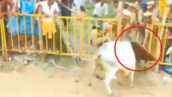 என்னப்பா இது யூ டர்ன்லாம் போடுது.. அட போலீசை மட்டும் தேடி, தேடி முட்டுது.. தெறிக்கவிட்ட காளை