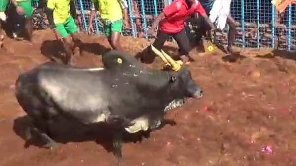 கோலாகலமாக நடந்த பாலமேடு ஜல்லிக்கட்டு.. திடீரென நடத்தப்பட்ட தடியடியால் பரபரப்பு