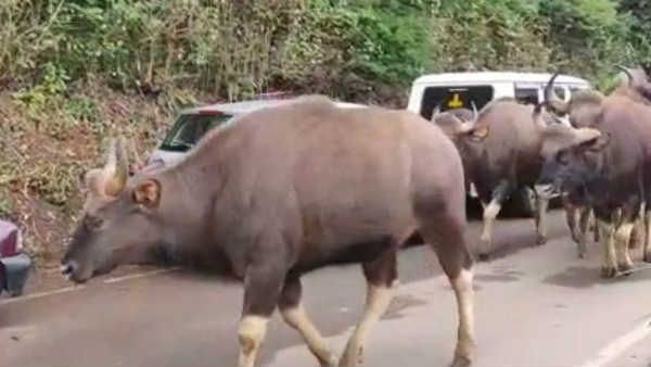 வாக்கு எண்ணும் மையத்திற்கு வெளியே காட்டெருமை கூட்டம்.. குன்னூரில் பரபரப்பு!