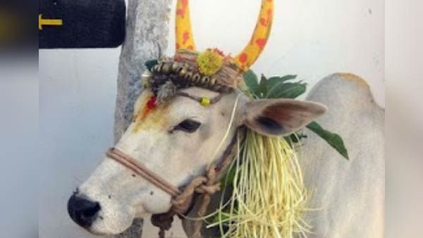 தை பொங்கல் 2020: தை பொங்கல், மாட்டுப்பொங்கல் வைத்து வழிபட நல்ல நேரம்