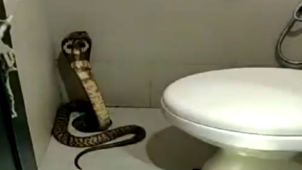 அய்யோ.. டாய்லெட்டுக்குள் ராஜநாகம்.. அலறி அடித்து ஓடிய பெண்கள்!