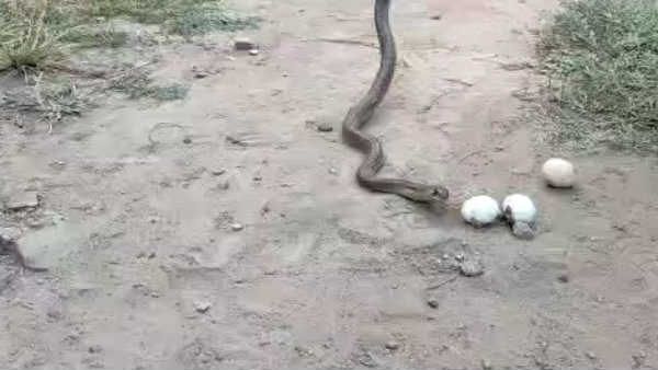 முட்டையை விழுங்கிய மலைப்பாம்பு பிடிபட்டவுடன் முட்டைகளை துப்பிய வீடியோ காட்சிகள்