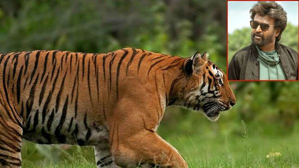 அது புலிகள் நிரம்பிய காடு.. ரஜினியின் மேன் vs வைல்ட் நிகழ்ச்சிக்கு இயற்கை ஆர்வலர்கள் கடும் எதிர்ப்பு