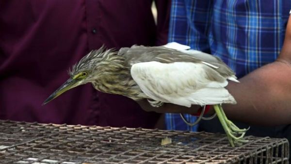 விற்பனைக்கு வந்த அரிய வகை பறவைகள்.. புதுவையில் பறிமுதல்.. அதிகாரிகள் வார்னிங்!