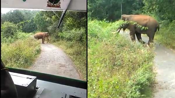 என்னை தாண்டி போய்டுவீங்களா.. பஸ்சை வழிமறித்த யானை.. 2 மணி நேரம் ஸ்தம்பித்த பயணிகள்!