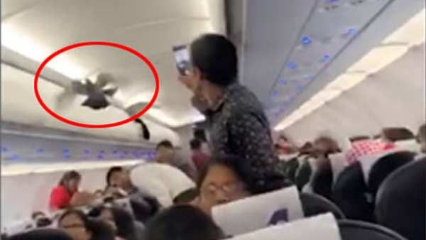 புறாவால் நடந்த அக்கப்போர்.. 'கோ ஏர்' விமான பயணிகள் அதிர்ச்சி