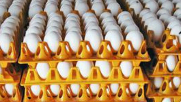 10 ஆண்டுகளில் இல்லாத அளவுக்கு முட்டை விலை கடும் சரிவு.. கவலையில் வியாபாரிகள்