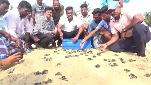 எதிர் நீச்சல் போட்ட ஆமைக்குஞ்சுகள்.. ஆச்சரியத்துடன் பார்த்த சுற்றுலாப் பயணிகள்!