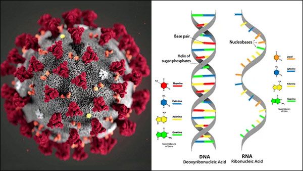 உடலின் எதிர்ப்பு சக்தியை 'ஏமாற்றி' வெல்லும் கொரோனா வைரஸ்-செல்களுக்குள் நடக்கும் உயிர் போராட்டம்!