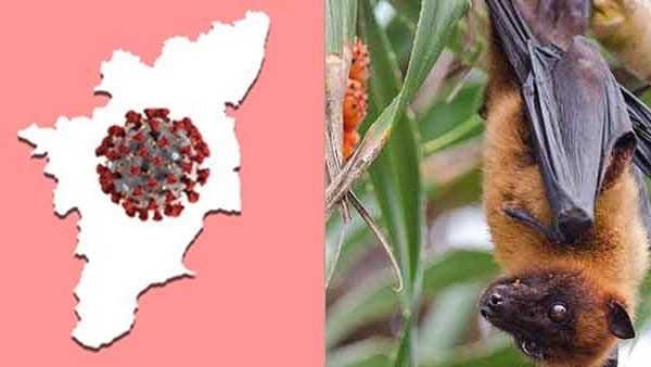 அய்யய்யோ.. ஆயிரக்கணக்கான வவ்வால்கள்.. தெறித்து ஓடும் மக்கள்.. வெலவெலக்கும் வத்தலகுண்டு.. என்னாச்சு?