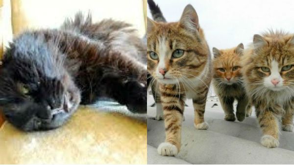 மிரட்டும் 