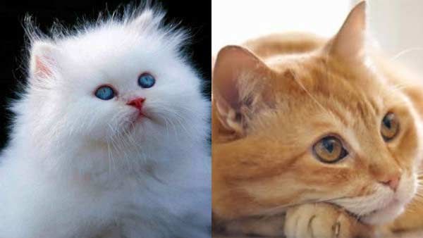 லால்குடியில் ஷாக்.. பூனையை கண்டாலே ஆகலை.. விஷம் வைத்து 10 பூனைகளை சாகடித்த அமமுக பிரமுகர்!