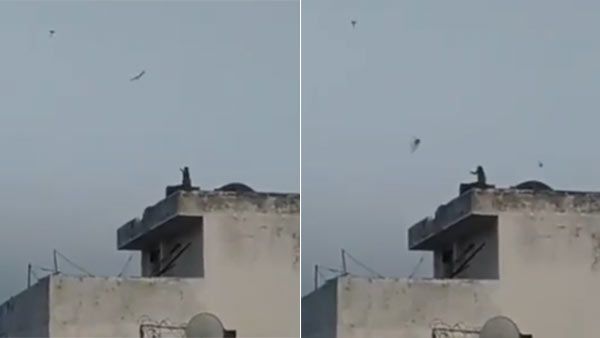 ஓவர் போர்.. ஊரடங்கு நேரத்தில் இந்தக் குரங்கு என்னா பண்ணி இருக்குனு பாருங்க!