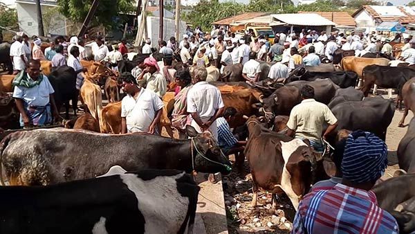 முடங்கிய கால்நடை சந்தைகள்... ஊரக பொருளாதார நிலையை சிதைத்த கொரோனா லாக்டவுன்