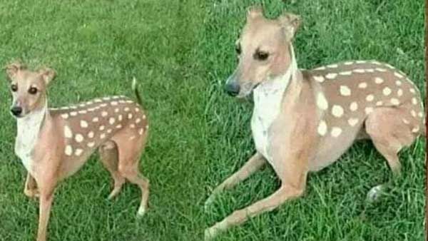 வீட்ல டைம் போகலயா.. மான் செய்ய பழகணுமா... அப்ப இந்த மீம்ஸ் பாருங்க... சிரிச்சே செத்துடுவீங்க!