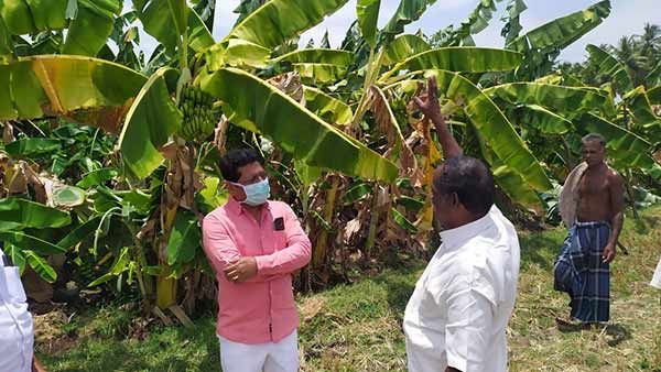 கனமழையால் சரிந்து விழுந்த வாழைமரங்கள்.. நிவாரணத்திற்கு திருப்பரங்குன்றம் எம்எல்ஏ ஏற்பாடு