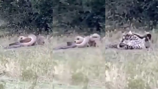 ஆக்ரோசமாக தாக்கிய மலைப்பாம்பு.. சீறிய சிறுத்தை.. கடும் சண்டை.. வைரலாகும் வீடியோ