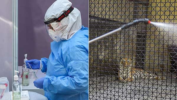 மிருகங்களுக்கு கொரோனா வைரஸ்.. அடுத்து என்ன நடக்கும்? வுஹான் விஞ்ஞானி சொன்ன அதிர்ச்சித் தகவல்!