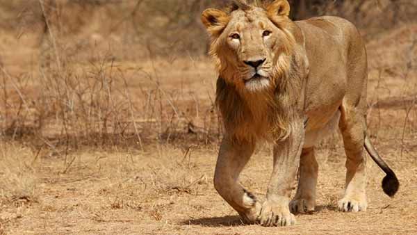 குஜராத் கிர் வனப் பகுதியில் 3 மாதங்களில் 23 சிங்கங்கள் அடுத்தடுத்து மரணம்