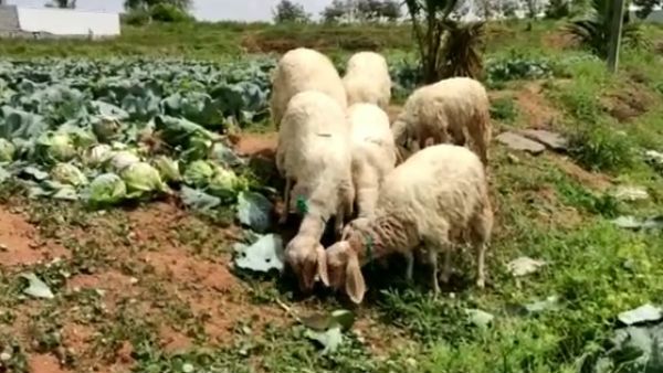 தேன்கனிக்கோட்டையில் துயரம்.. முட்டைகோஸ் விலை கடும் வீழ்ச்சி.. கால்நடைகளை விட்டு மேயவிடும் விவசாயிகள்