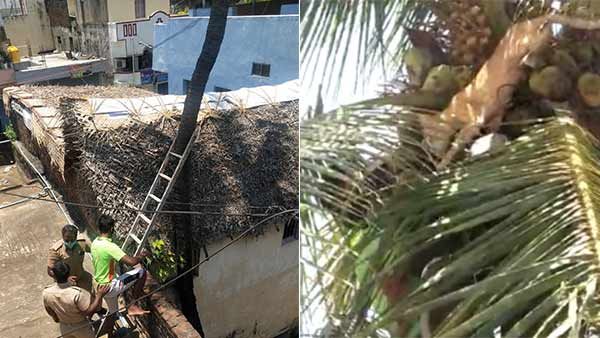 தென்னை மரத்தின் உச்சியில் 3 நாட்களாக சிக்கித் தவித்த பூனை பத்திரமாக மீட்பு.. மக்கள் பாராட்டு