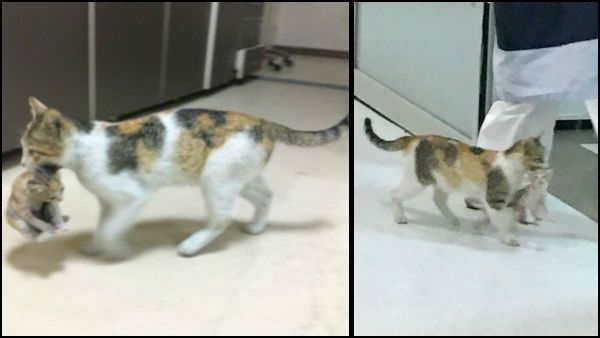 பூனை வாயில் என்னன்னு பாருங்க.. இதுதாங்க தாய்மை.. மனிதத்தை நிமிர வைத்த காட்சி.. வைரலாகும் வீடியோ