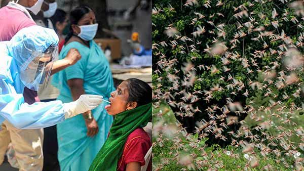 கொரோனா ஒருபக்கம் .. படையெடுத்த வெட்டுக்கிளிகள்.. பாய காத்திருக்கும் சீனா.. இந்தியா மீண்டு வரும்!