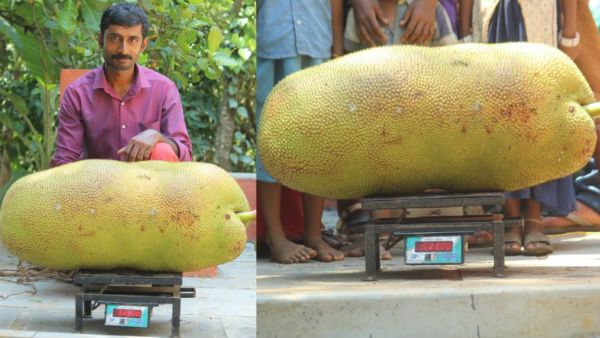 கேரளாவில் 52 கிலோ எடையுள்ள பலாப்பழம்... கின்னஸ் புத்தக்கத்தில் இடம்பெற நடவடிக்கை