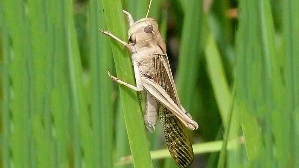சாதாரண வெட்டுக்கிளியை முழு சந்திரமுகியாக மாற்றும் அந்த செரட்டோன்.. ஆச்சரியமூட்டும் தகவல்கள்