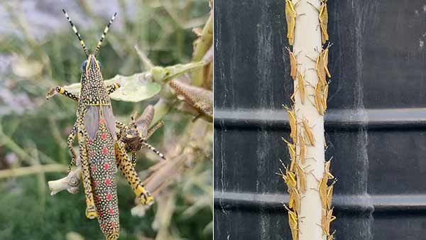 பாலைவன வெட்டுக்கிளிகள் தமிழகம் வராது.. கிருஷ்ணகிரிக்கு வந்தது உள்ளூர் வெட்டுக்கிளிகள்.. வேளாண்துறை